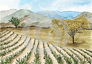 Landscape with plantation and mountains