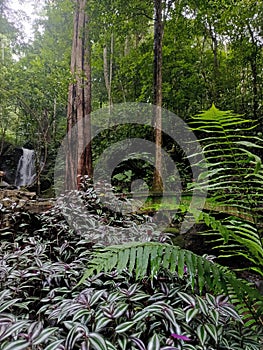 Landscape with plants, big tree and waterfall in behind.. One of many beautiful forest in lampung indonesia