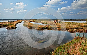 Landscape of the Po Delta Park in Rosolina, Rovigo, Veneto, Ital