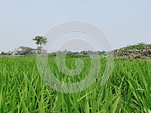 Landscape of a poddy field in the village of Bangladesh
