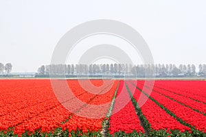 Red and orange spring landscape, flowerculture in the Noordoostpolder, Flevoland, Netherlands photo