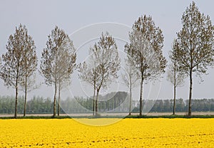 Yellow agricultural spring landscape along the bulb route in Noordoostpolder, Flevoland, Netherlands photo