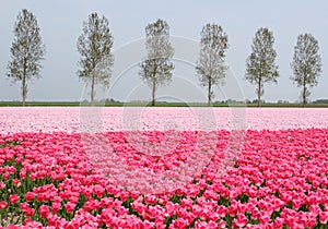 Pink tulips landscape along the touristic bulb route, Noordoostpolder, Flevoland, Netherlands photo