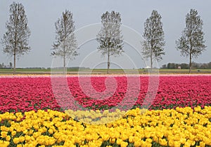 Pink and yellow flowerfields, agricultural industries in the Noordoostpolder, Flevoland, Netherlands photo