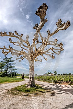 Landscape Pomerol Saint Emilion vineyards in Bordeaux region in France