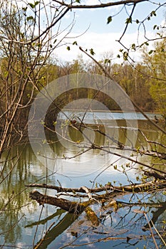 Landscape with pond and broken tree