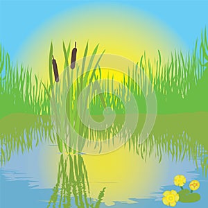 Landscape with pond, grass, bulrush, sunrise