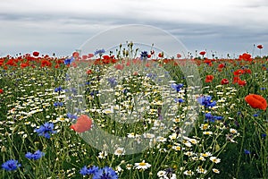 Landscape with poppies and chamomile-3