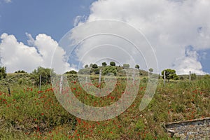 Landscape with poppies near Corte, Corsica, France