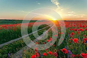 Landscape with poppy field