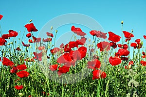 Landscape, poppy field