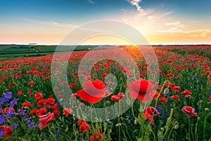 Landscape with poppy field