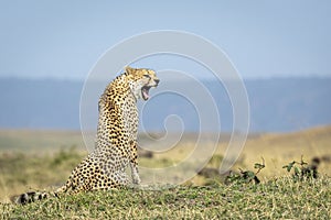 Landscape portrait of an adult cheetah snarling in Masai Mara in Kenya