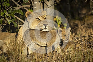 Landscape portrait of a mother lioness and her lion cub with beautiful eyes in Savuti in Botswana