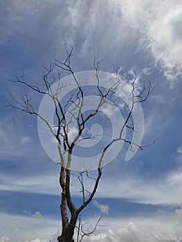 Landscape portrait of trees and sky