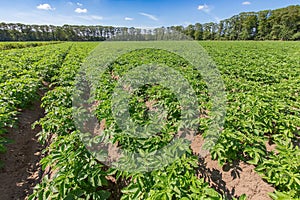 Landscape with potato plants in dutch potato field