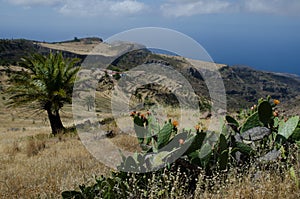 Landscape with pricky pear plant Opuntia maxima in the foreground and Canary Island date palm Phoenix canariensis from behind.