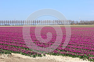 Reclaimed land with flower fields and windturbines in the Netherlands photo