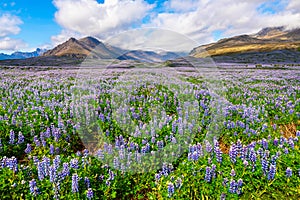 Landscape with purple flowers Lupinus polyphyllus in Iceland