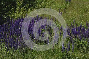 landscape with purple flowers on a meadow and sunset. blossoming field wild flowers on sunrise