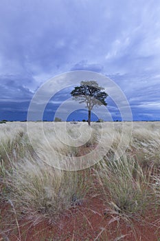 Landscape of a Quiver Tree with blue sky and thin clouds in dry