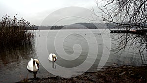 Landscape with rain and swans on Lake Varese