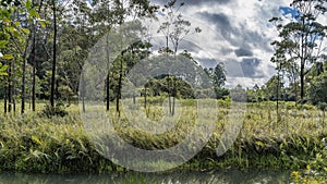 The landscape of the rainforest. Lush green grass grows in the clearing