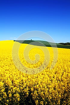 Landscape rapeseed field