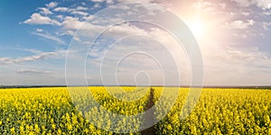 Landscape with Rapeseed Fields