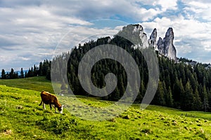 Landscape from Rarau Mountains with a lonely cow grazing in green meadow, Romania