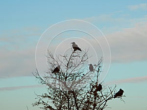 Landscape. Ravens on tree.