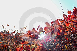 Landscape with red bush, background with red bush, summer red bush, spring red bush, background inscription, background under post photo