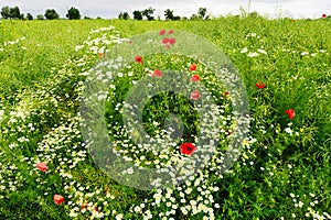 Landscape with red corn poppy papaver and chamomile flowers growing on colorful meadow in countryside. Spring field in blossom.