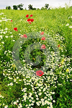 Landscape with red corn poppy papaver and chamomile flowers growing on colorful meadow in countryside. Spring field in blossom.