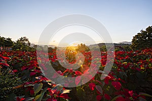 Landscape red poinsettia in the garden with sunset and mountain background - Poinsettia Christmas traditional flower outdoors