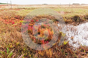 landscape with Red salicornia europaea, glasswort, growing on the salt marshland, Denmark, Europe