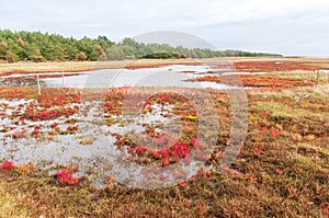 landscape with Red salicornia europaea, glasswort, growing on the salt marshland, Denmark, Europe