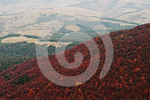 Landscape of red trees forest on Carpathian mountains. Beauty of