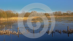 Landscape with reed ad trees flooded meadow with fecne reflecting in the water in the Flemish countryside