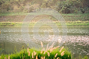 Landscape of the resevoir in dry evergreen forest with grass flowers in foreground.