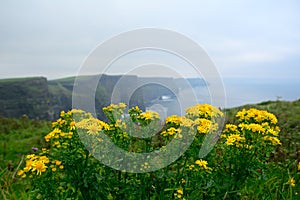 Landscape with Rhodiola rosea, Cliffs of Moher, Ireland