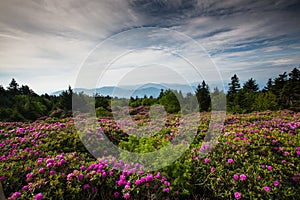 Landscape Rhododendron Roan Mountain Tennessee