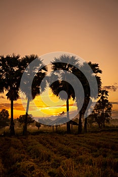 Landscape of rice farm field with golden sunrise sky in the morning. Silhouette sugar palm tree and old hut in harvested rice