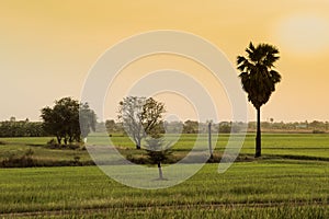 Landscape of rice farm field with outstanding palm tree and twilight sky of sunset in background