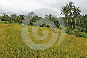 Landscape with Rice field