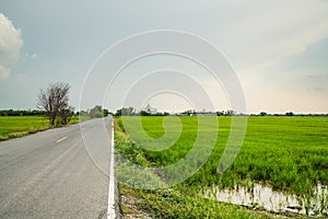 Landscape rice field with background wat thai at chachoengsao province