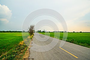 Landscape rice field with background wat thai at chachoengsao province