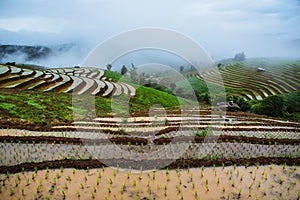 Landscape rice field Nature Tours On a mountain with a terraced field Evening landscap. Pongpeng Forest