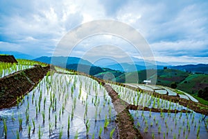 Landscape rice field Nature Tours On a mountain with a terraced field Evening landscap. in Thailand Pongpeng Forest