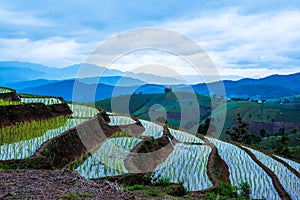 Landscape rice field Nature Tours On a mountain with a terraced field Evening landscap. in Thailand Pongpeng Forest
